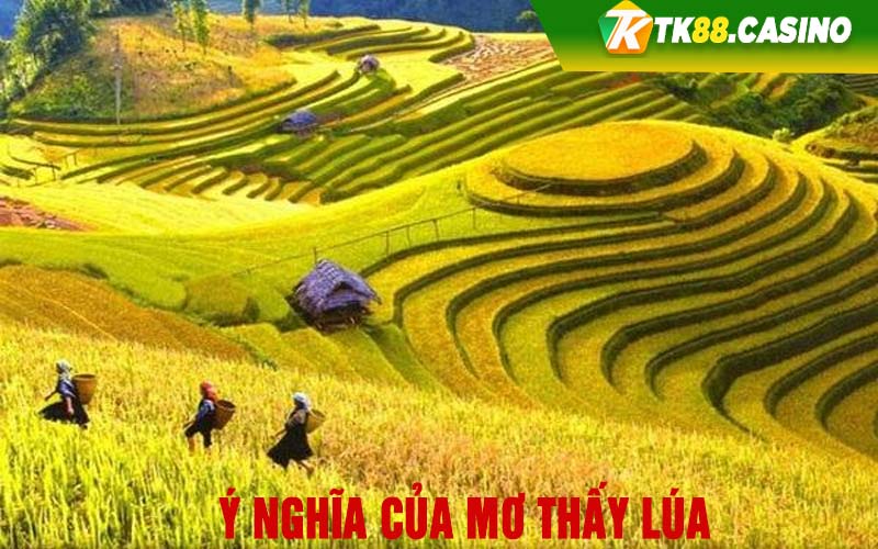 Ý nghĩa của mơ thấy lúa 