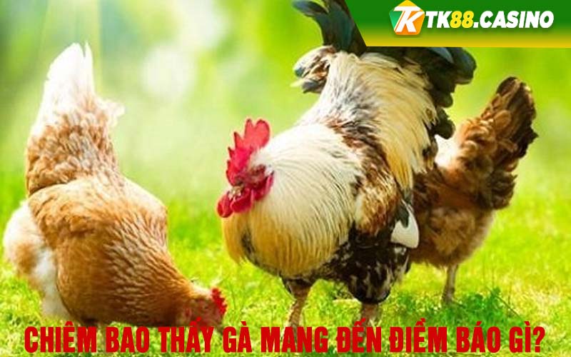 Chiêm bao thấy gà mang đến điềm báo gì?